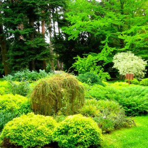 Budišov 8-2009 Arboretum